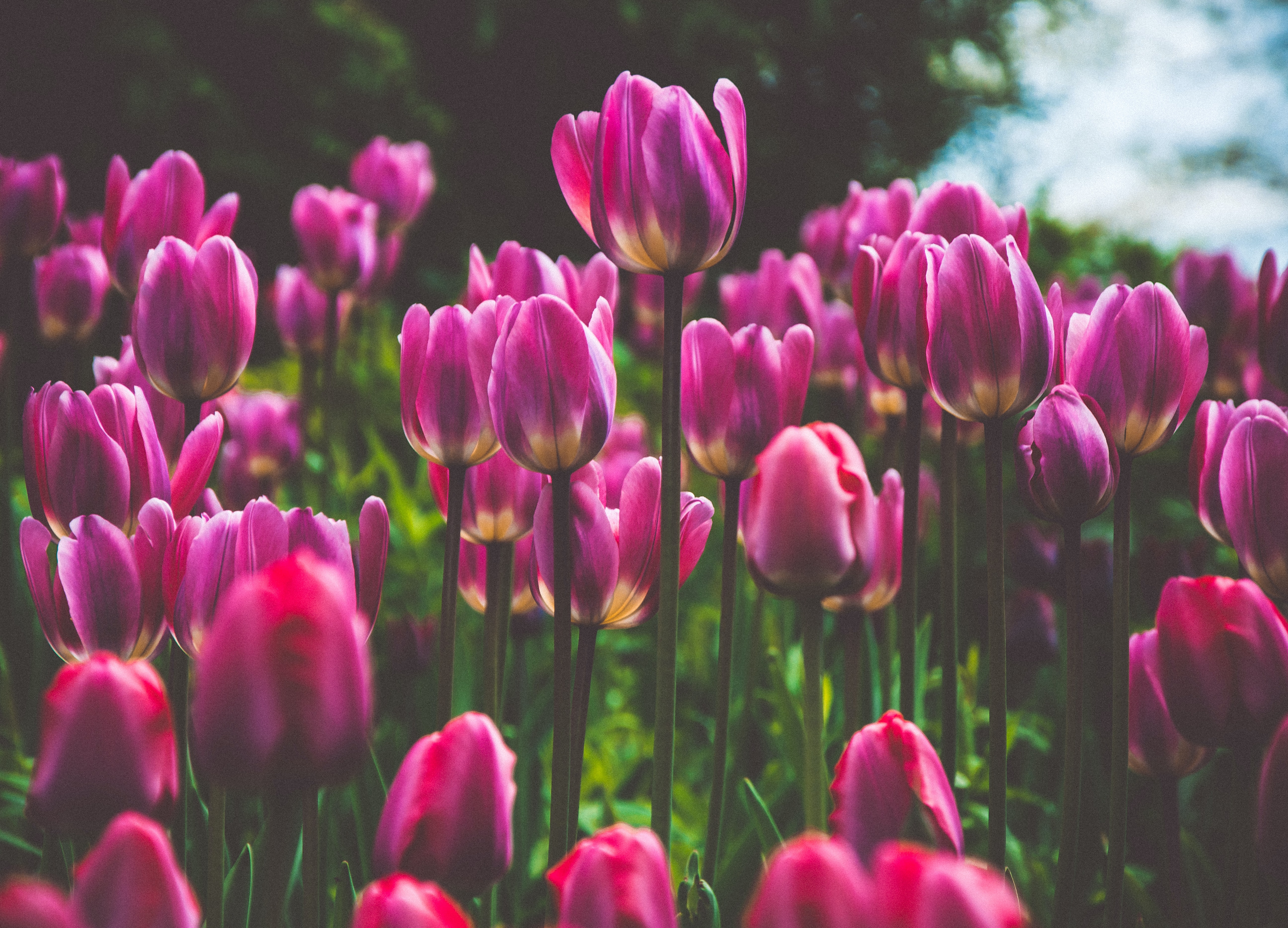 無料で車検の見積もり依頼